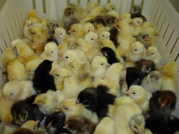 Heritage Chick Program - Poultry Research Centre